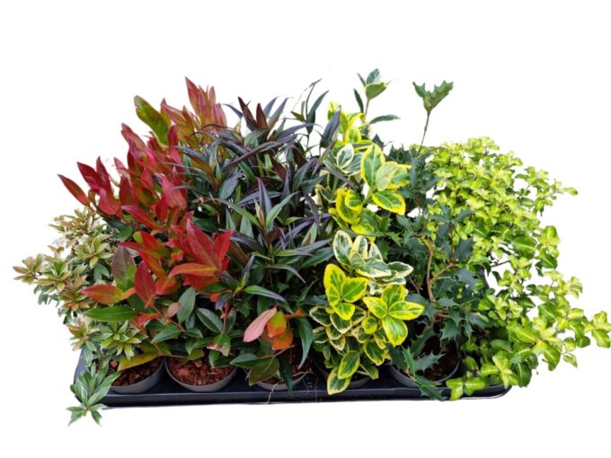 Shrub mix Deluxe
