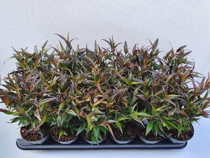 Strobilanthes ani. Brunetthy