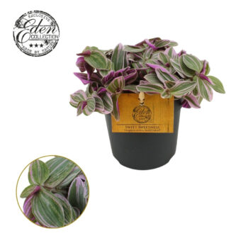 Tradescantia Sweetness