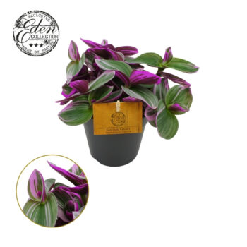 Tradescantia Nanouk