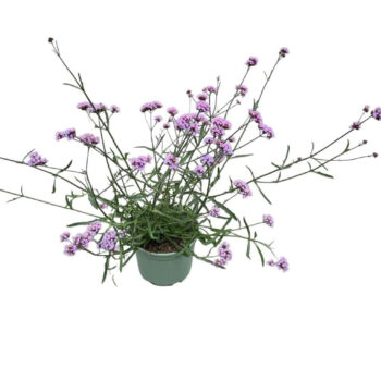 Verbena Bonariensis 'Lollipop'