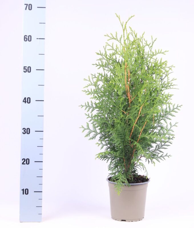 Thuja occidentalis 'Brabant'