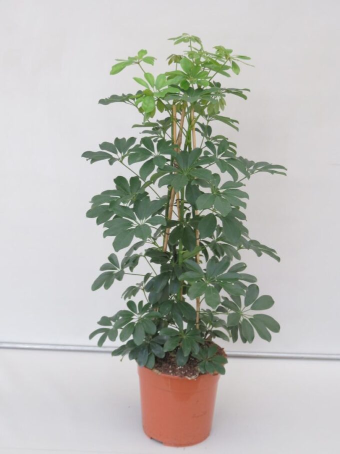 Schefflera Compacta