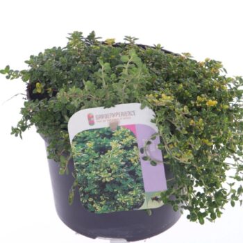 Thymus citr. Doone Valley