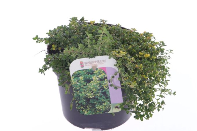 Thymus citr. Doone Valley