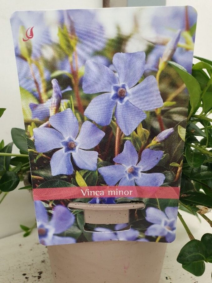 Vinca Minor