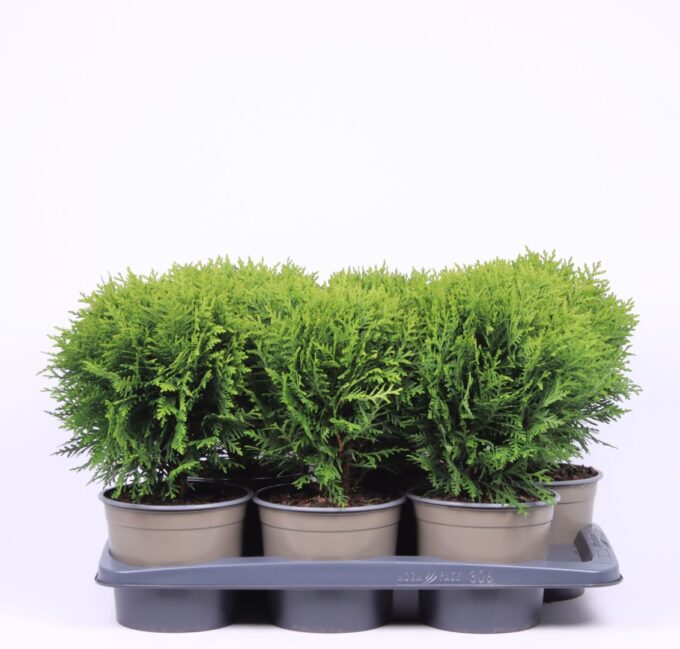 Thuja occidentalis 'Danica'