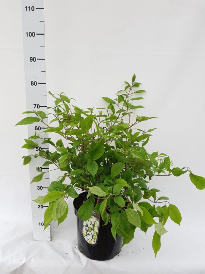 Viburnum plicatum 'Mariesii'
