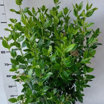 Viburnum tinus