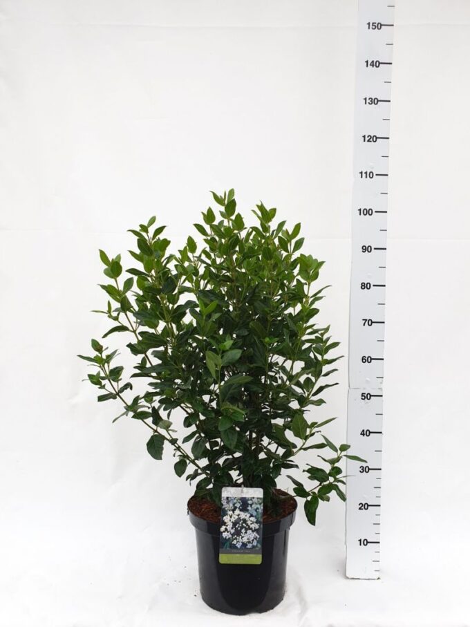 Viburnum tinus 'Eve Price'