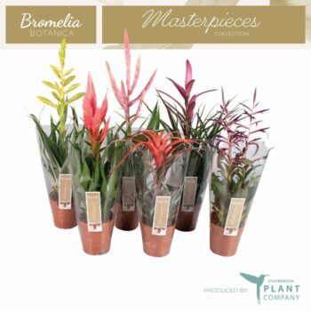 Tillandsia Gemengd