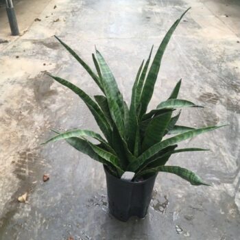 Sansevieria kirkii 15/19 h45/50