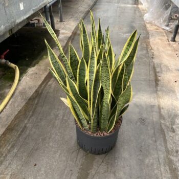Sansevieria Laurentii