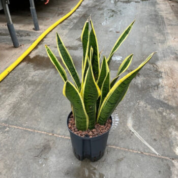 Sansevieria Laurentii