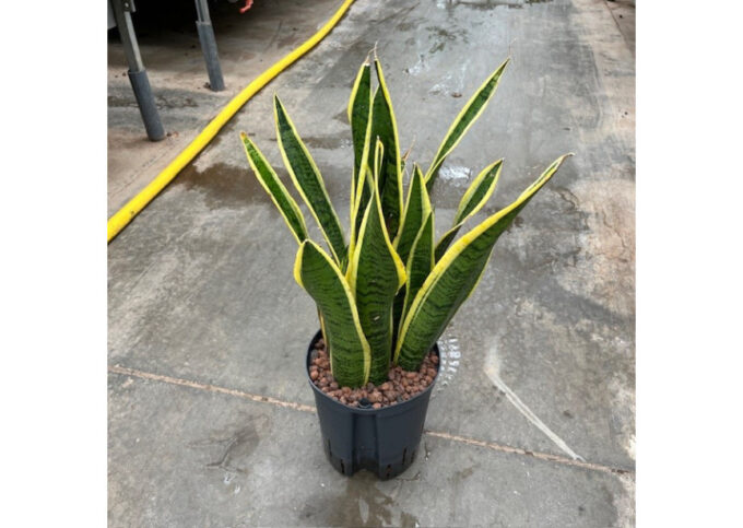 Sansevieria Laurentii