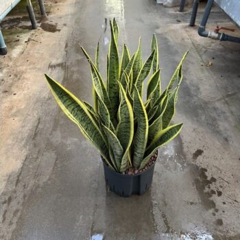 Sansevieria laurentii