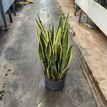 Sansevieria Laurentii