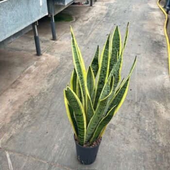 Sansevieria laurentii 15/19 h70/80