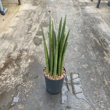 Sansevieria spikes