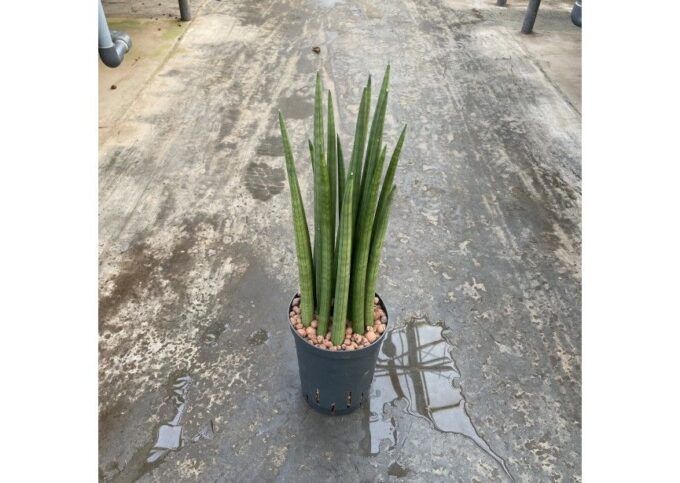 Sansevieria spikes