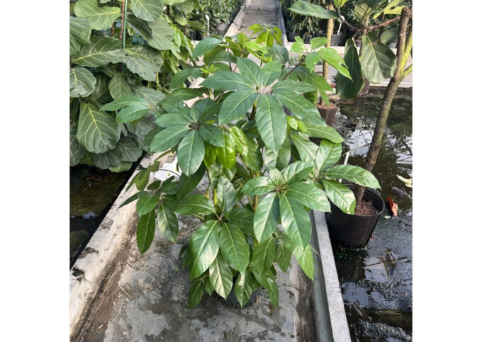 Schefflera amate 3pp 28/19 h120
