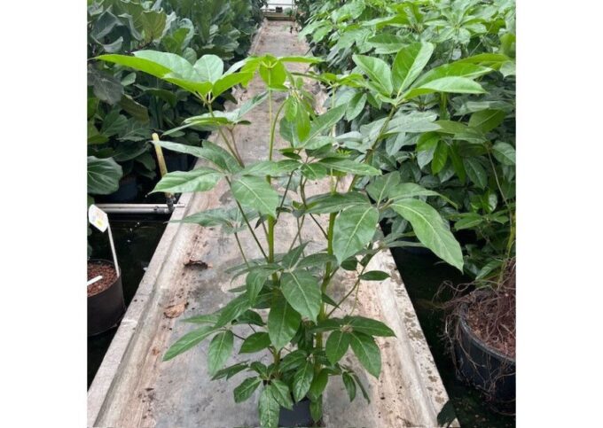 Schefflera amata 2pp 22/19 h130/140