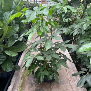 Schefflera amate 3pp 28/19 h150