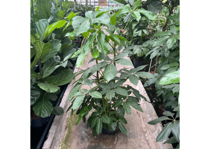 Schefflera amate 3pp 28/19 h150