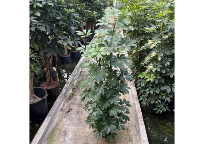 Schefflera compacta 4 pp 22/19 h130