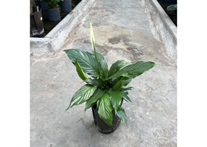 Spathiphyllum