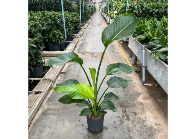 Strelitzia nicolai 2pp 18/19 h60/80