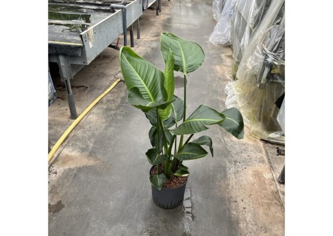 Strelitzia nicolai 2pp 22/19 h80/90