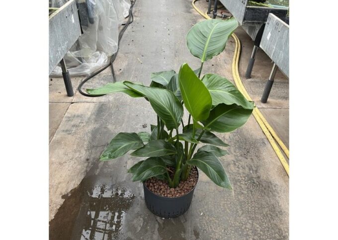 Strelitzia nicolai 3pp 28/19 h100