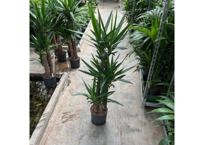 Yucca (90/60/30) 22/19 h130