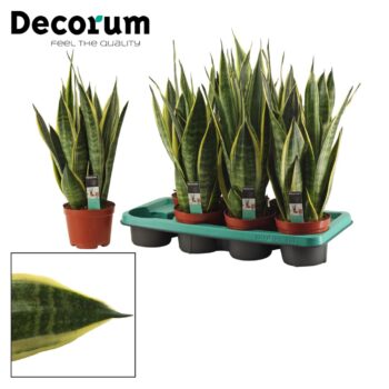 Sansevieria Canary