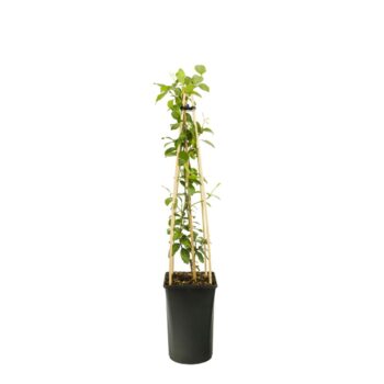 Trachelospermum jasm. star of toscane