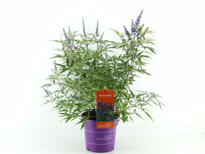 Vitex agn. Delta Blues (First Editions®)