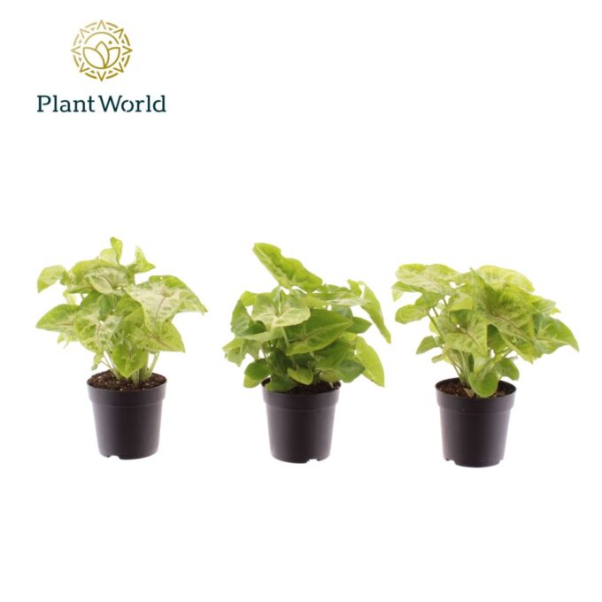 Syngonium Golden