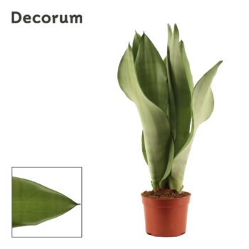 Sansevieria Moonshine