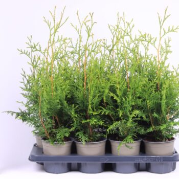 Thuja occidentalis 'Brabant'