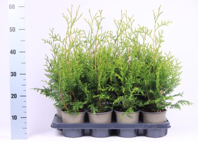 Thuja occidentalis 'Brabant'