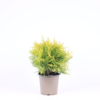 Thuja occidentalis 'Golden Globe'