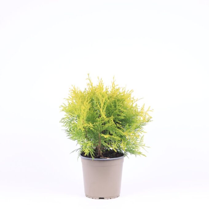Thuja occidentalis 'Golden Globe'