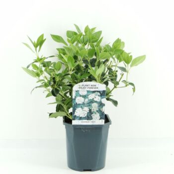 Viburnum tinus