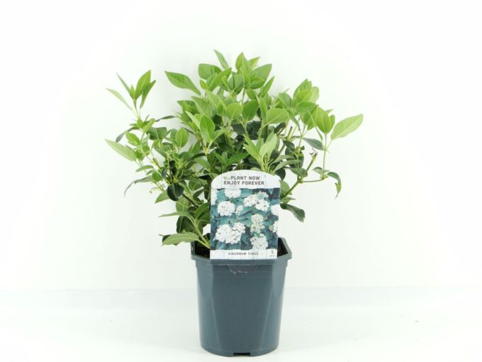 Viburnum tinus