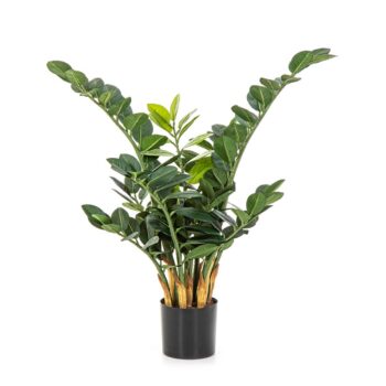 Smaragd zamio plant