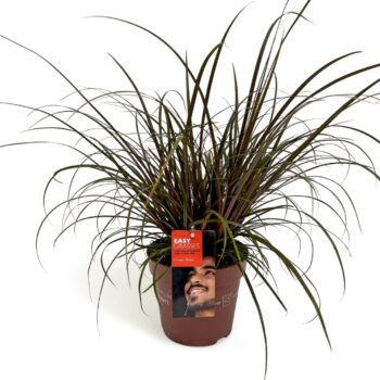 Uncinia unciniata Rubra