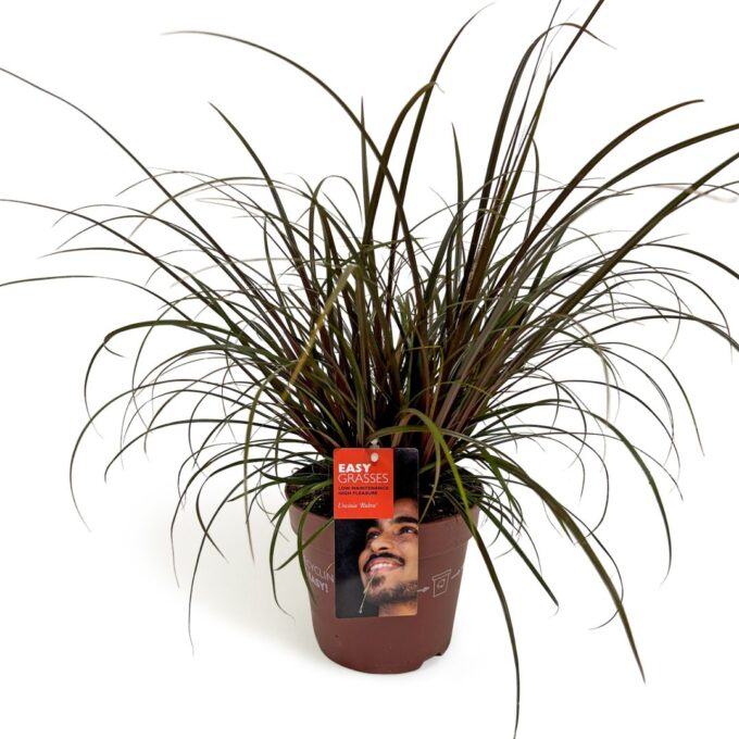 Uncinia unciniata Rubra
