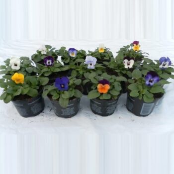 Viola Cornuta mixkar