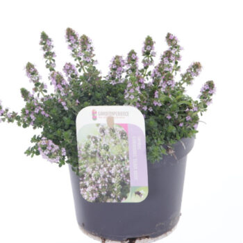Thymus citr. Silver Queen
